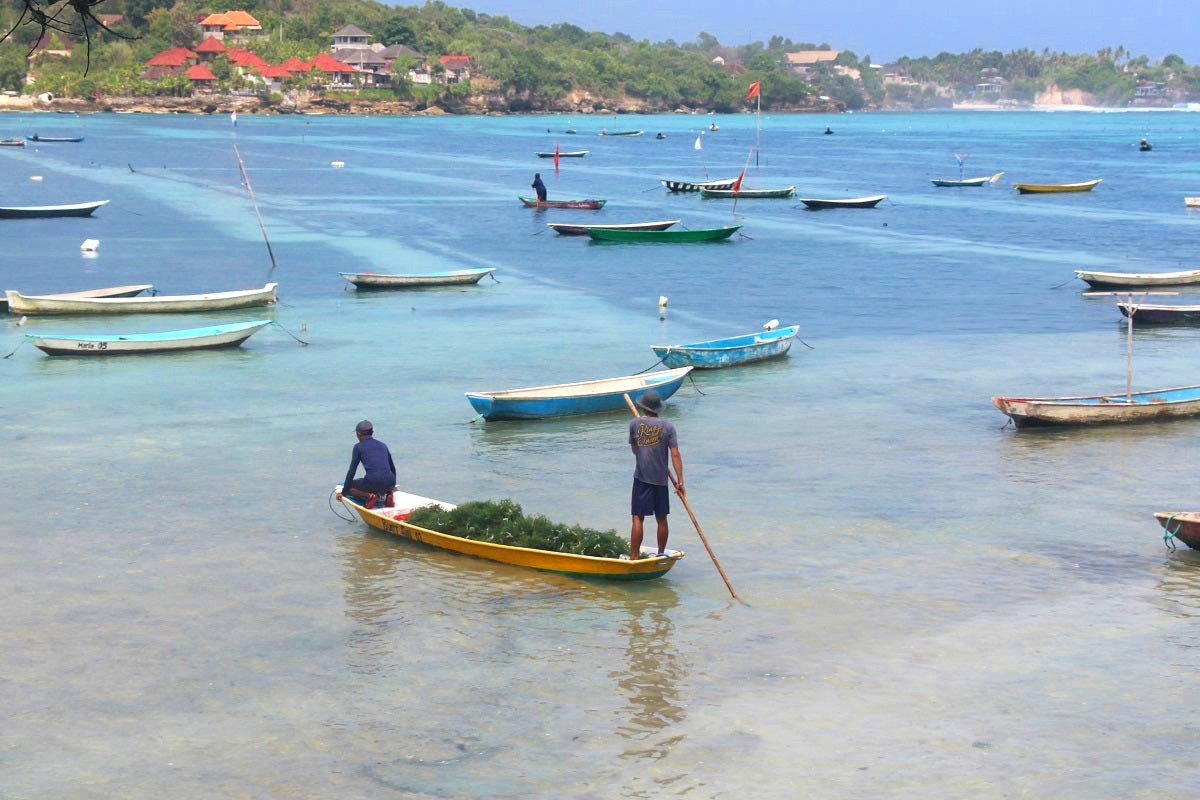 Discover Seaweed Farming in Nusa Lembongan, a Living Island Heritage